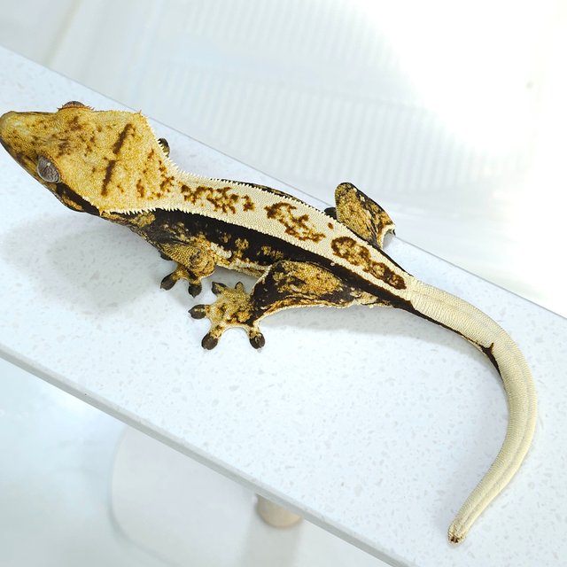 노멀 트라이 풀핀 쿼드 텐저린 슈퍼스트라이프