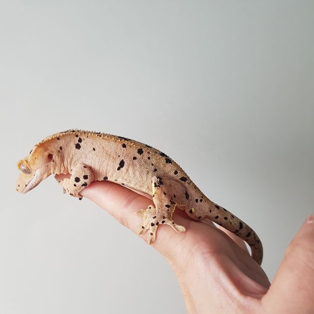 슈퍼달마시안 레드