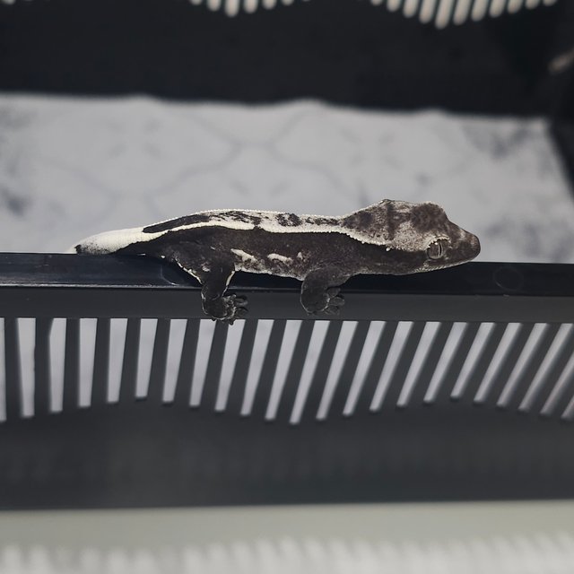 아잔틱 슈퍼스트라이프 쿼드 풀핀 화이트스팟 화이트핀