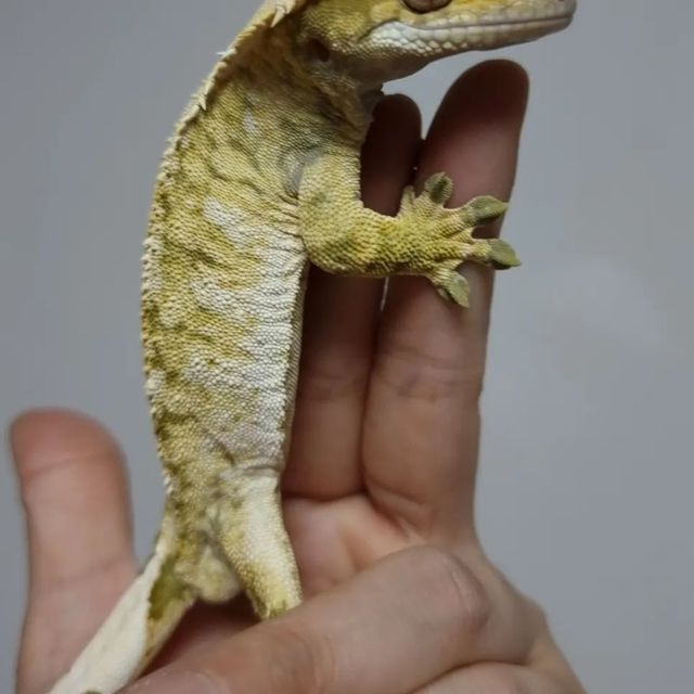 트라이 익스트림할리퀸 드리피 텐저린