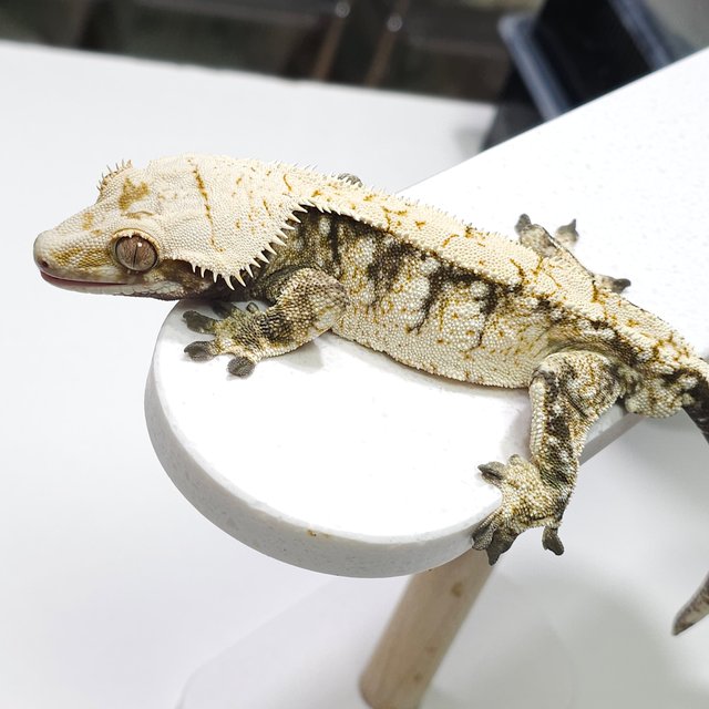 노멀 화이트포트홀 화이트핀 화이트크라운 화이트스팟 드리피