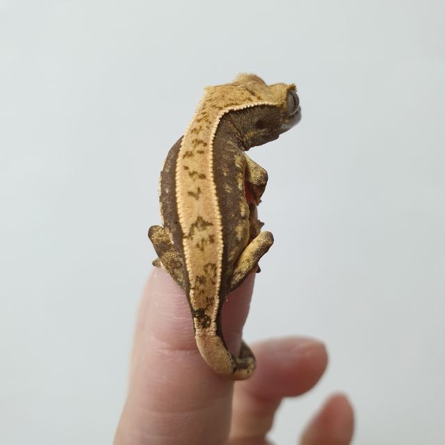 트라이