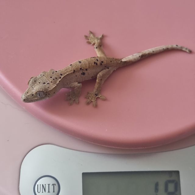 슈퍼달마시안