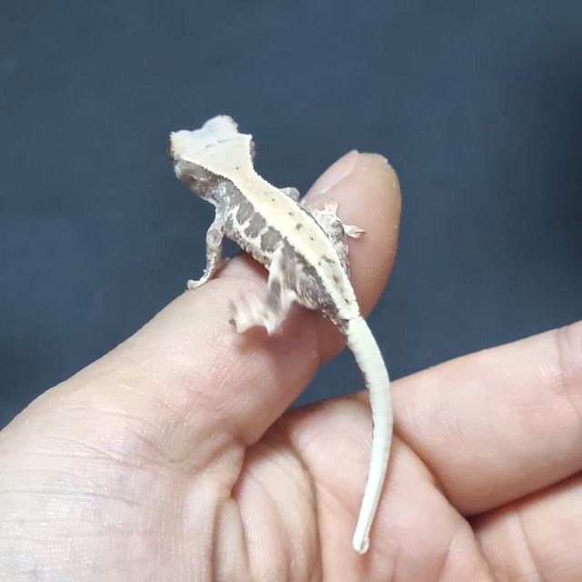 프라푸치노