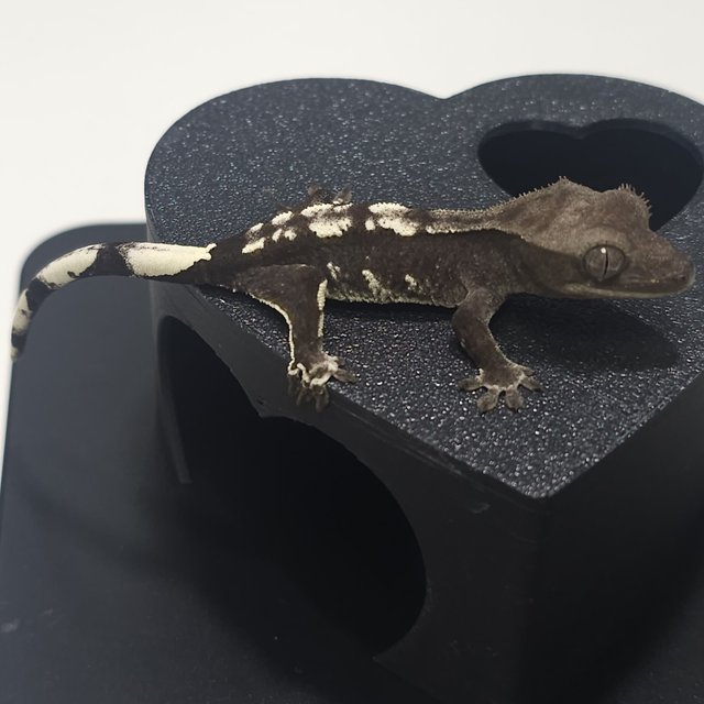 쿼드 화이트핀 화이트스팟 아잔틱 블랙 화이트