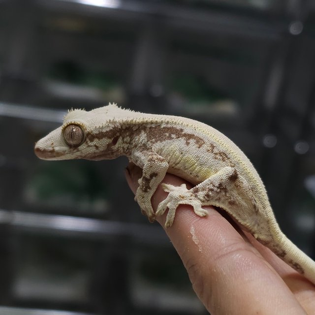 릴리100%헷아잔틱 릴잔틱 아잔틱 100%헷아잔틱