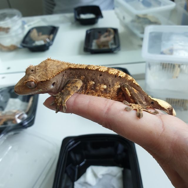 노멀 달마시안 쿼드 다크