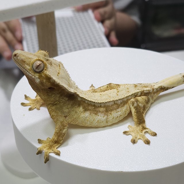 드리피 쿼드 옐로우 크림 화이트