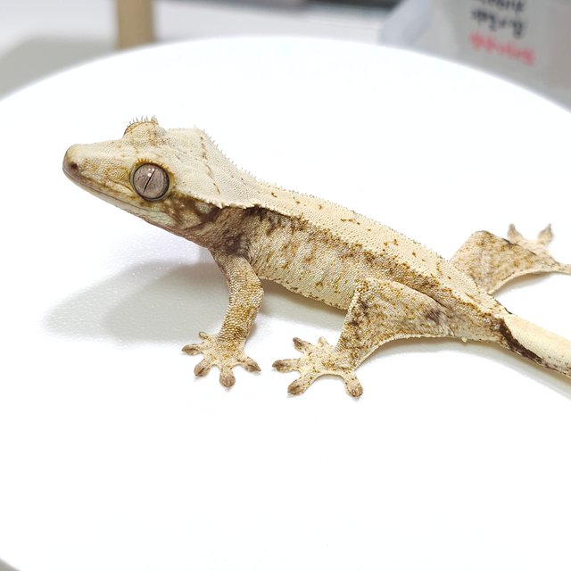 노멀 트라이 드리피 화이트스팟 화이트포트홀 화이트핀