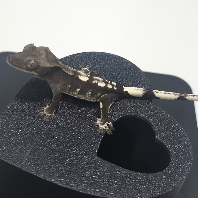 쿼드 화이트핀 화이트스팟 아잔틱 블랙 화이트