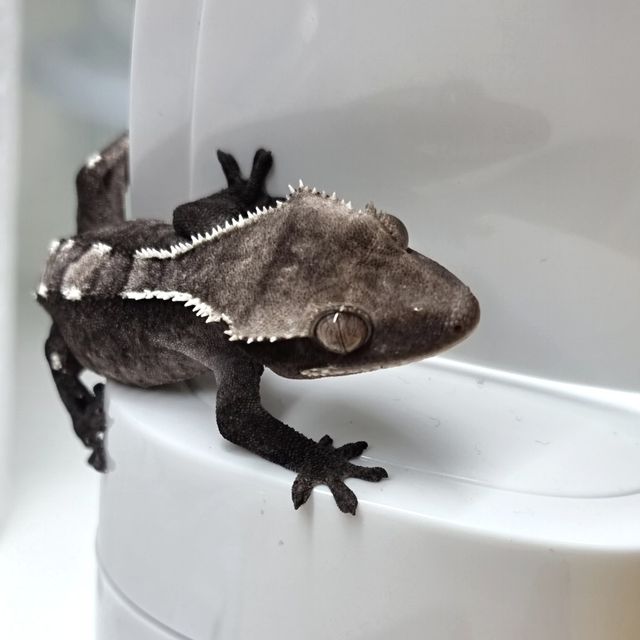 아잔틱 화이트핀 블랙