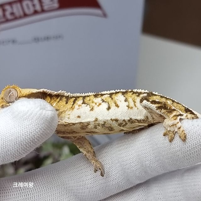 노멀 바브 젠젝스