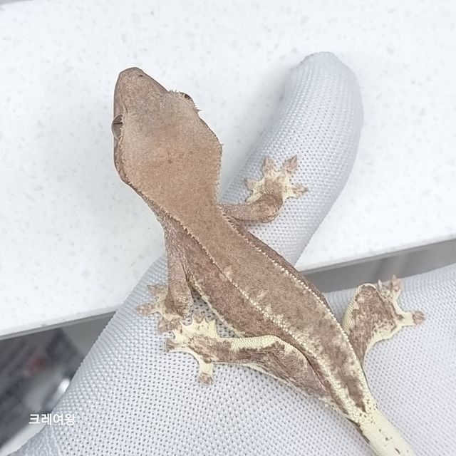 팬텀 프라푸치노