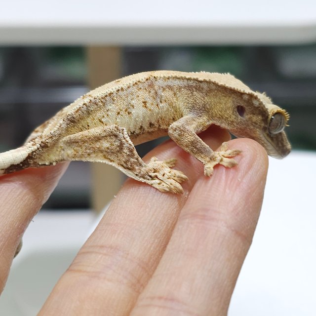 노멀 트라이 드리피 익스트림할리퀸 화이트스팟 화이트포트홀