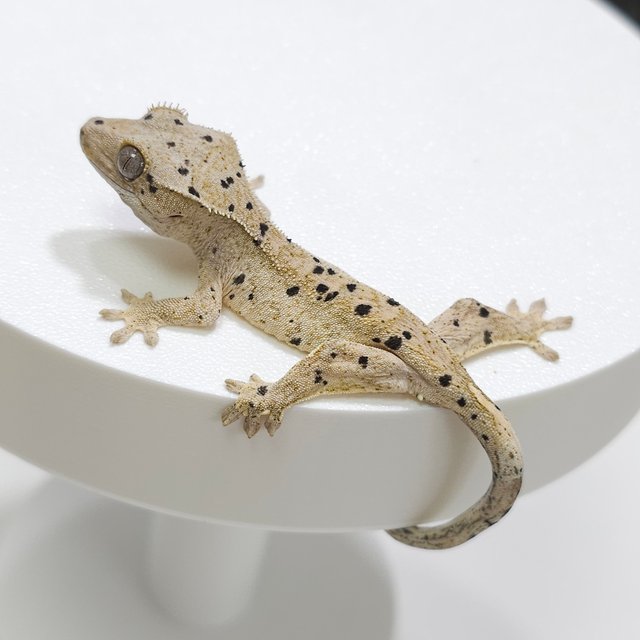 슈퍼달마시안 달마시안