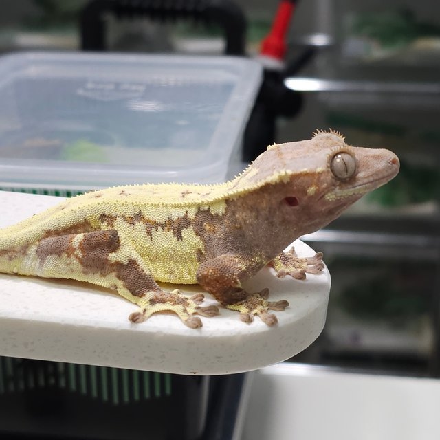 하이포 프라푸치노