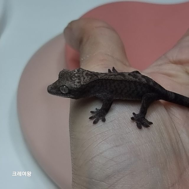 루왁