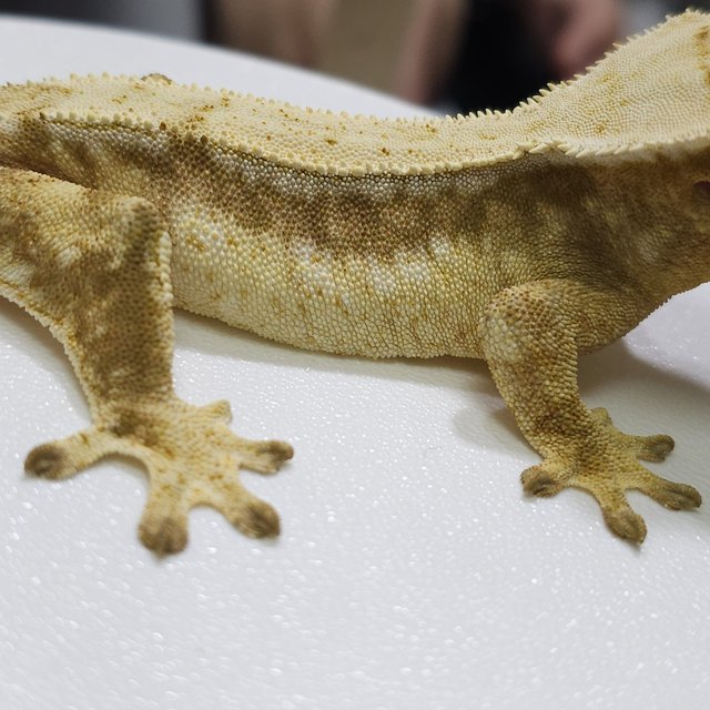 드리피 쿼드 옐로우 크림 화이트