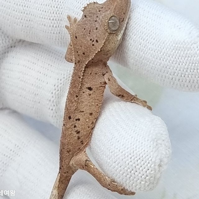 슈퍼달마시안