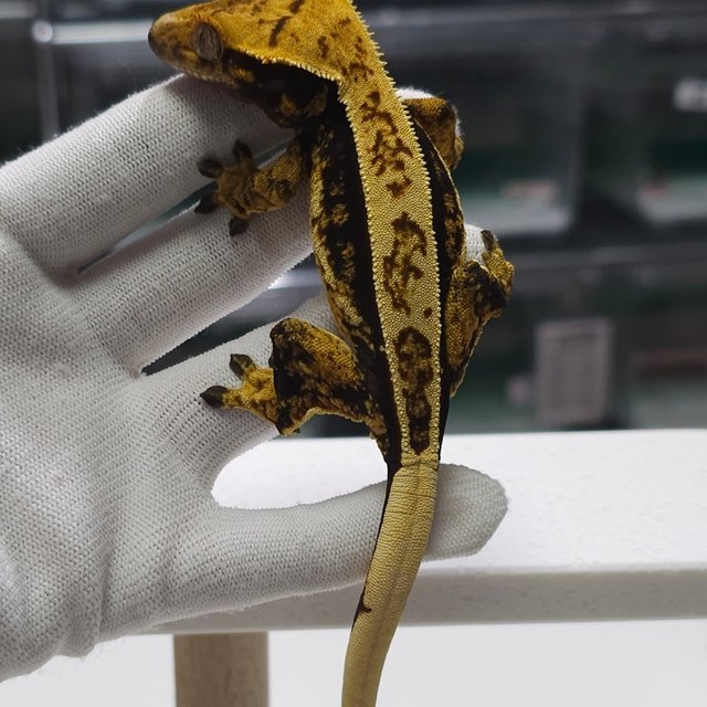 노멀 트라이 풀핀 쿼드 텐저린 슈퍼스트라이프