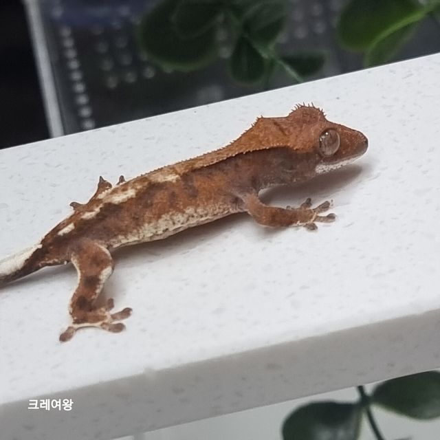 팬텀 카푸치노 젠젝스