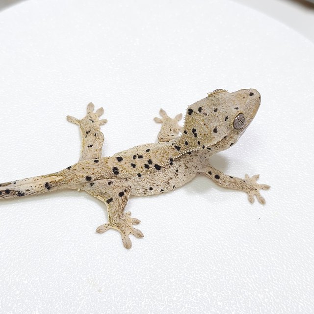 슈퍼달마시안 달마시안