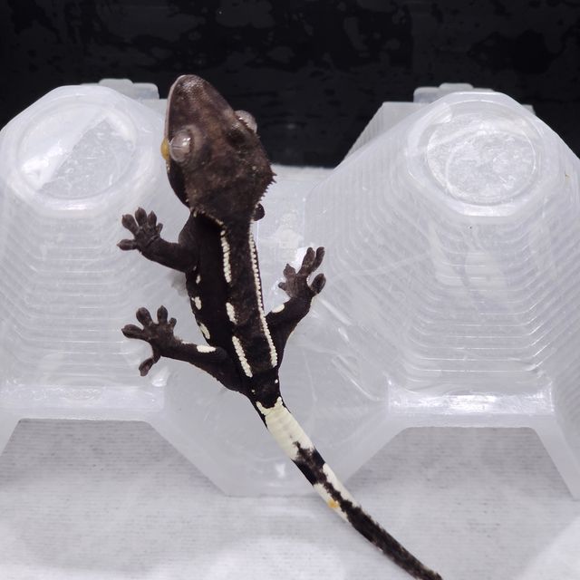 아잔틱