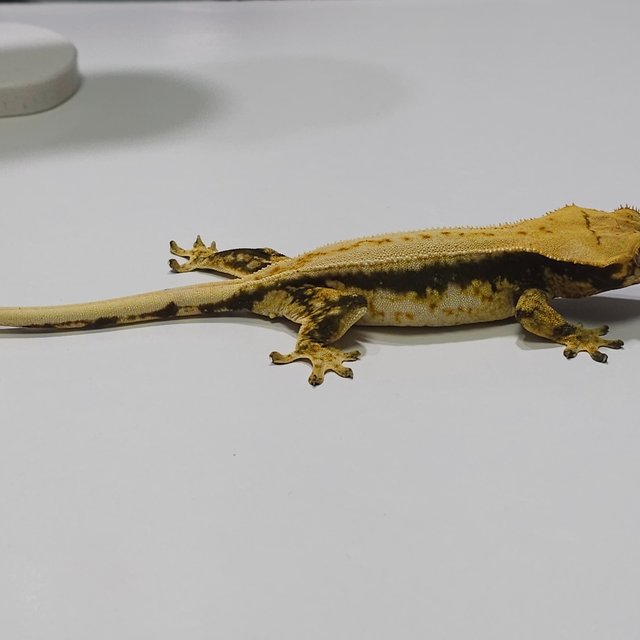 노멀 드리피 쿼드 풀핀 트라이