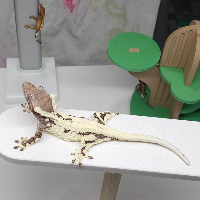 프라푸치노