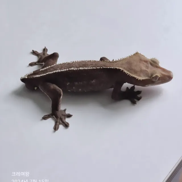 아잔틱