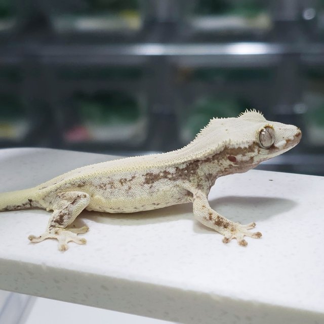 릴리100%헷아잔틱 릴잔틱 아잔틱 100%헷아잔틱