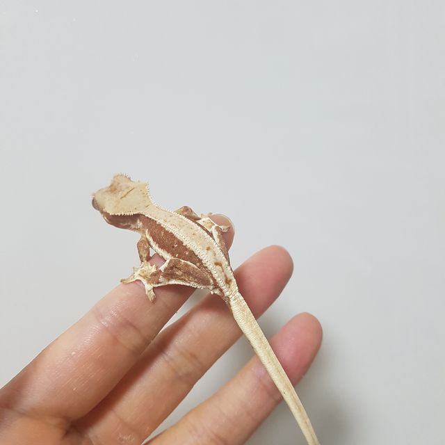 릴리화이트 레드 드리피 화이트