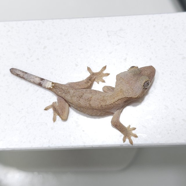 하이포 100%헷아잔틱