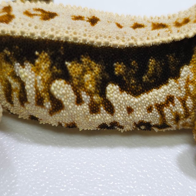 노멀 트라이 쿼드 풀핀