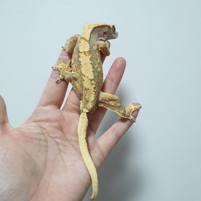 트라이 익스트림할리퀸