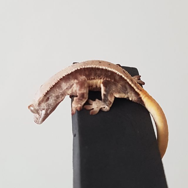 릴리화이트 레드 화이트