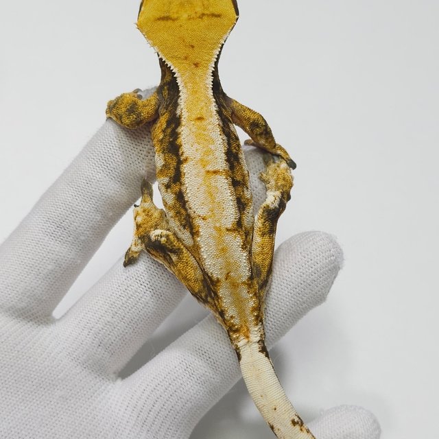 노멀 트라이 드리피 익스트림할리퀸 화이트스팟 화이트핀