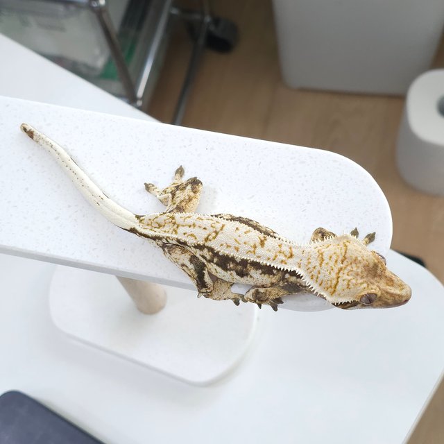 노멀 트라이 드리피 화이트핀 익스트림할리퀸 화이트스팟