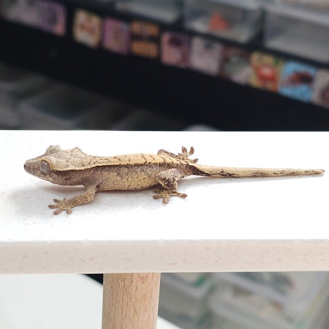 노멀 트라이 드리피 익스트림할리퀸 화이트스팟 화이트포트홀