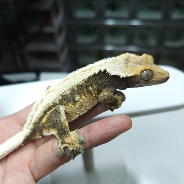 노멀