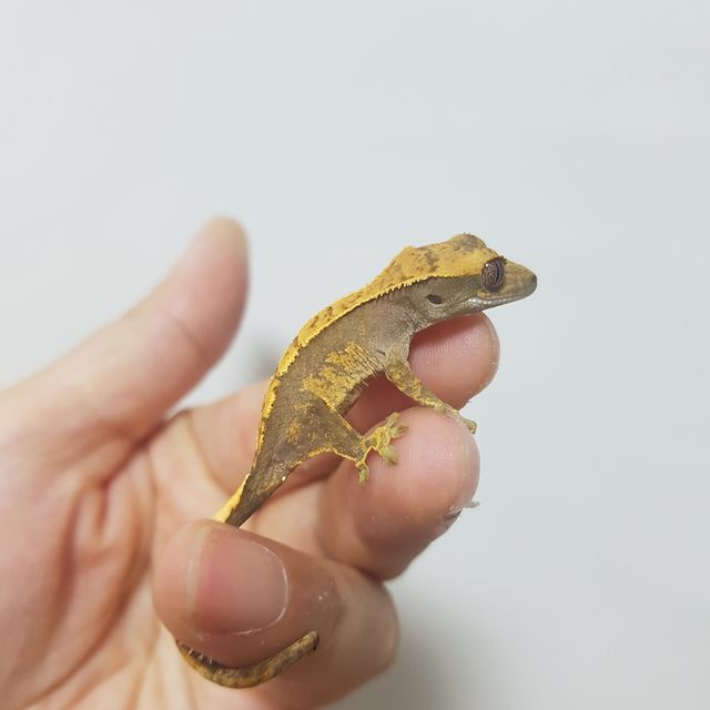 노멀 쿼드 다크 블랙