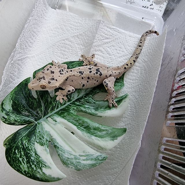 슈퍼달마시안