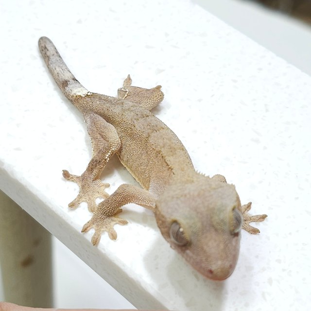 하이포 100%헷아잔틱