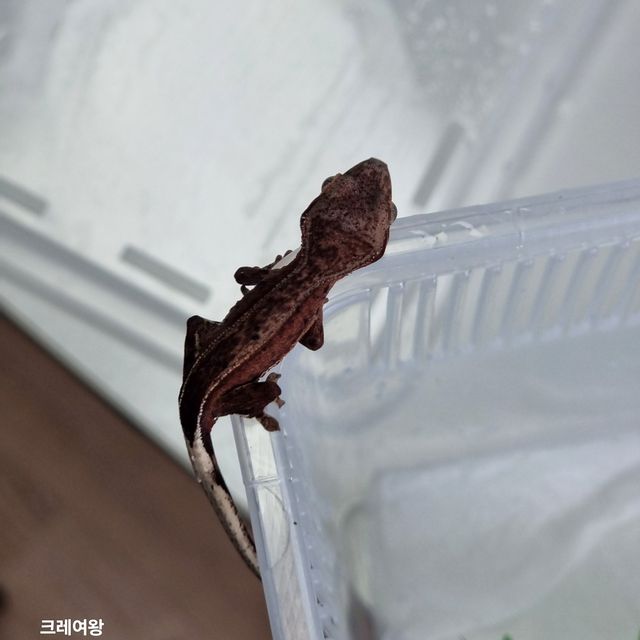 팬텀 다크 프라푸치노