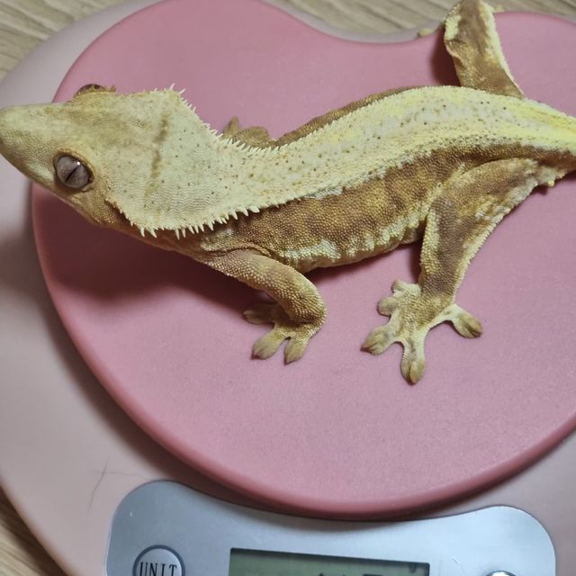 크림 옐로우 릴리화이트