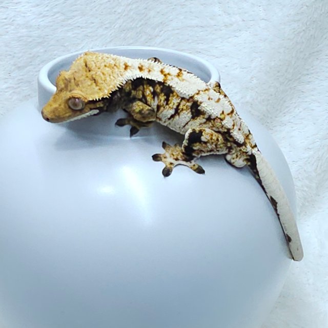 노멀 트라이 드리피 화이트크라운 화이트핀 텐저린