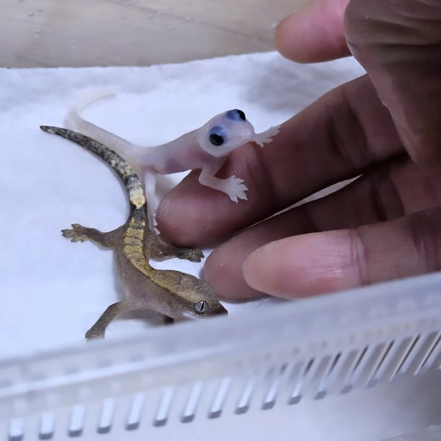 하이포