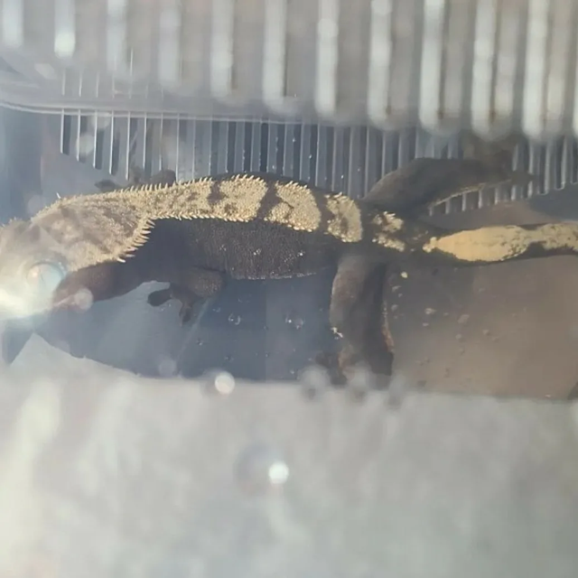 다크 블랙 챠콜 플레임