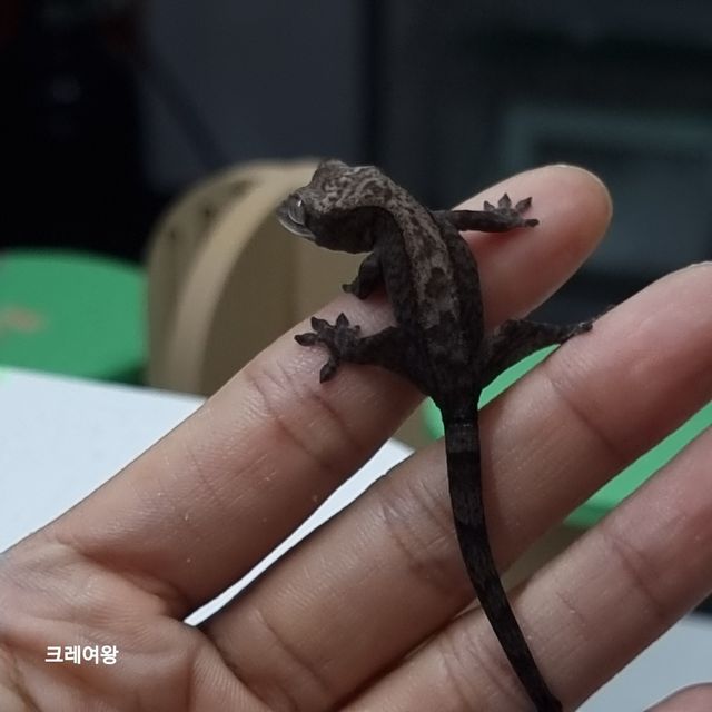 루왁