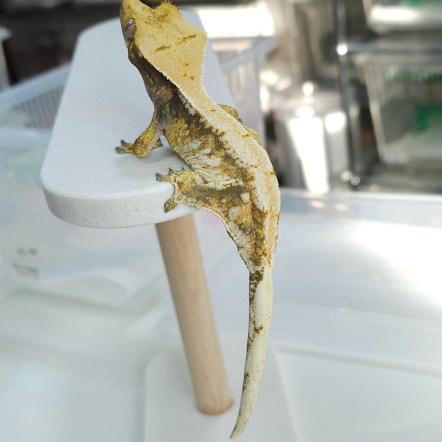 노멀 트라이 드리피 익스트림할리퀸 화이트스팟 화이트핀